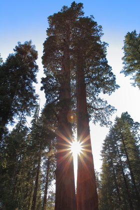 Sequoia National Park