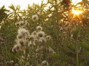 Minnesota Valley National Wildlife Refuge
