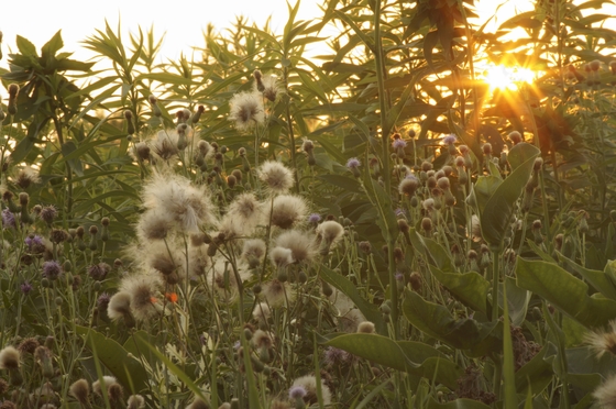 Minnesota Valley National Wildlife Refuge