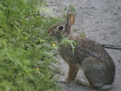 Minnesota Valley National Wildlife Refuge