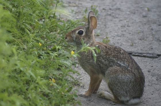 Minnesota Valley National Wildlife Refuge
