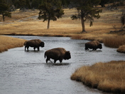 Yellowstone National Park