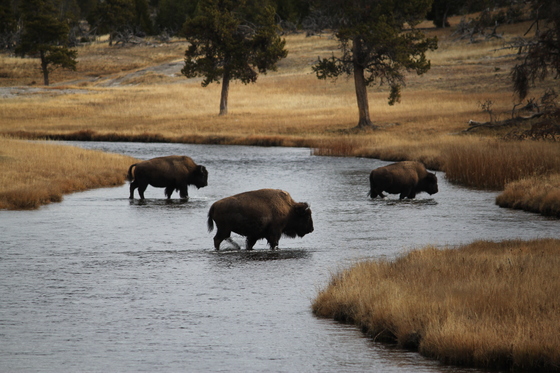 Yellowstone National Park