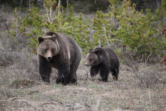 Yellowstone National Park