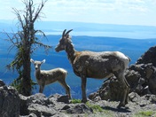 Yellowstone National Park