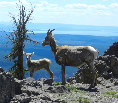 Yellowstone National Park