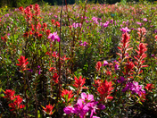 Mt Robson Wildflowers