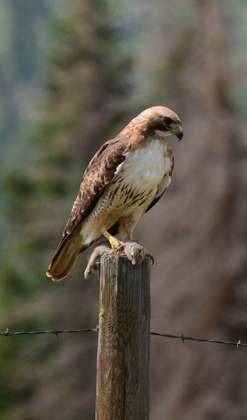 Shoshone National Forest