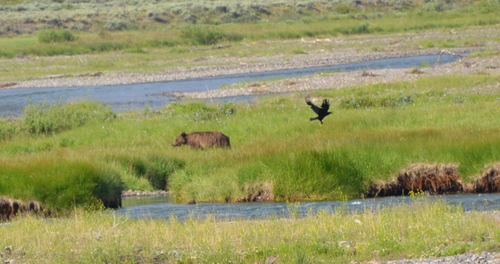 Yellowstone National Park
