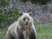 Yellowstone NP