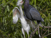 Pinckney Island National Wildlife Refuge