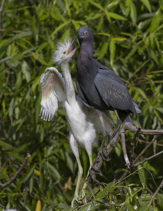 Pinckney Island National Wildlife Refuge