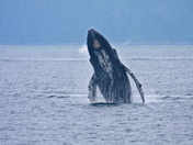 Kenai Fjords National Park