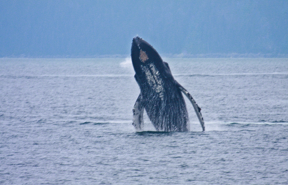 Kenai Fjords National Park