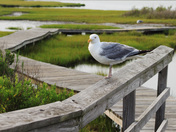 Assateague National Seashore