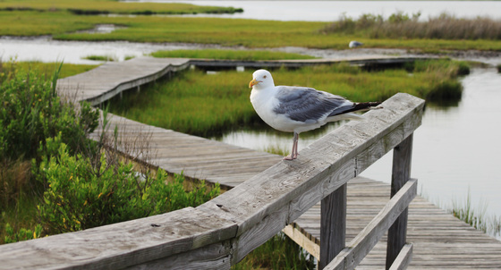 Assateague National Seashore