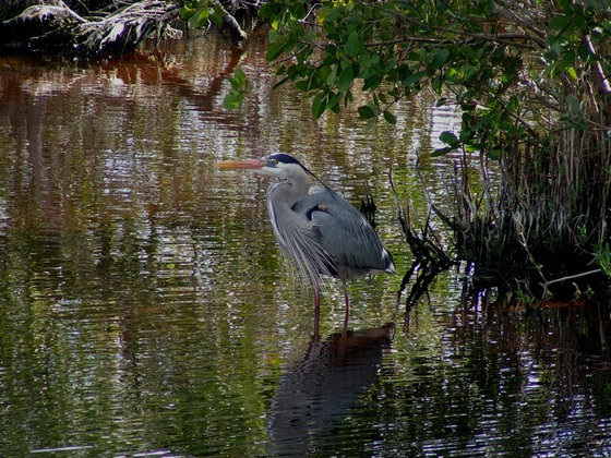 Canaveral National Seashore