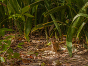 Virgin Islands National Park
