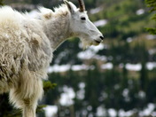 Glacier National Park