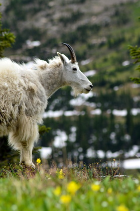 Glacier National Park