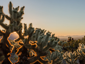 Joshua Tree National Park