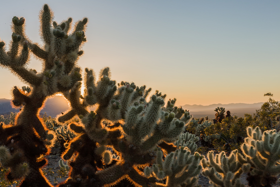 Joshua Tree National Park