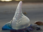 Canaveral National Seashore