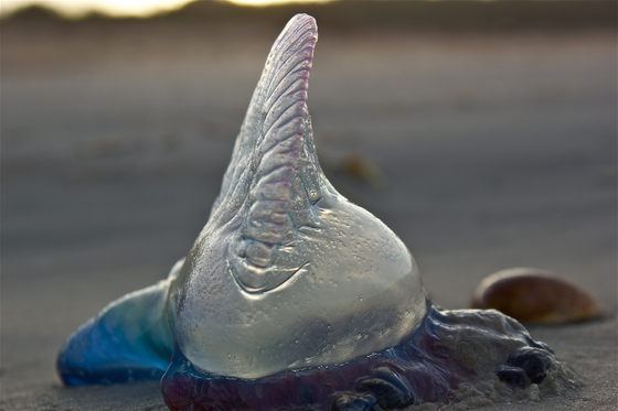 Canaveral National Seashore