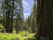 Sequoia National Park