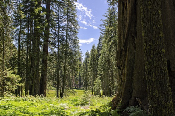 Sequoia National Park