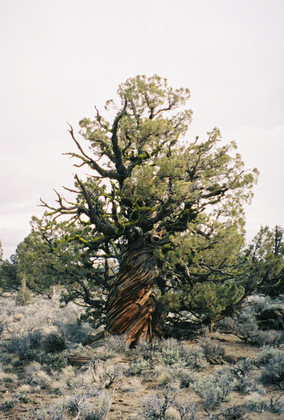 Bad Lands wilderness, Oregon