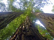 Redwood National Park