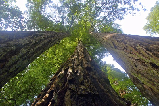 Redwood National Park