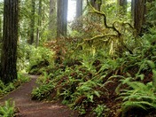 Redwood National Park