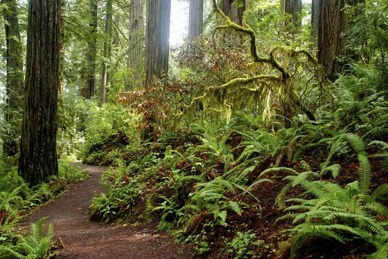 Redwood National Park