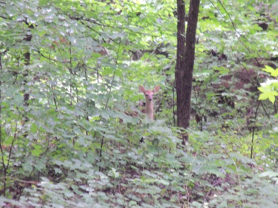 Uharrie National Forest