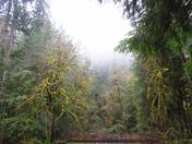 Olympic National Park