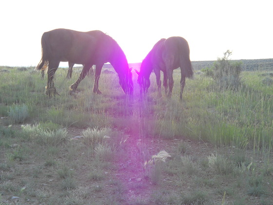 Pilot Butte Horse Loop
