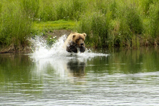 Katmai National Park
