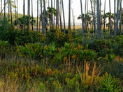 St. Marks NWR