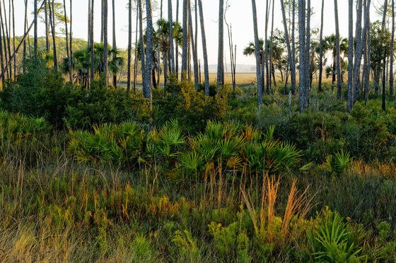 St. Marks NWR
