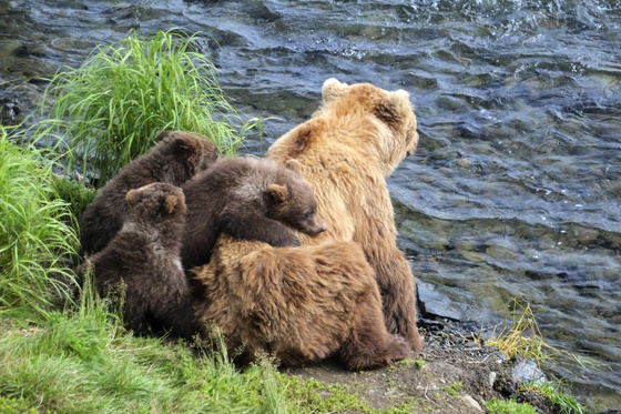 Katmai National Park