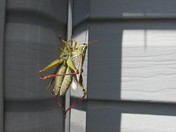 Grasshopper and Reflection