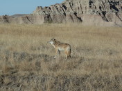 Badlands, South Dakota