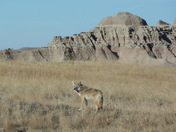 Badlands, South Dakota