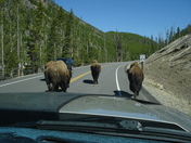 Yellowstone National Park