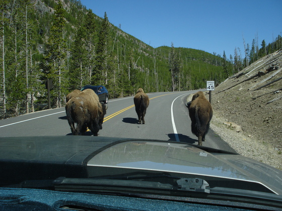 Yellowstone National Park