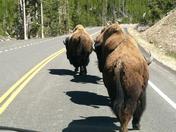 Yellowstone National Park