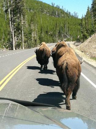 Yellowstone National Park