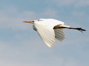 White Egret